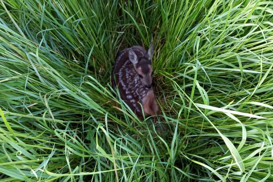 Ein Kitz im hohen Gras