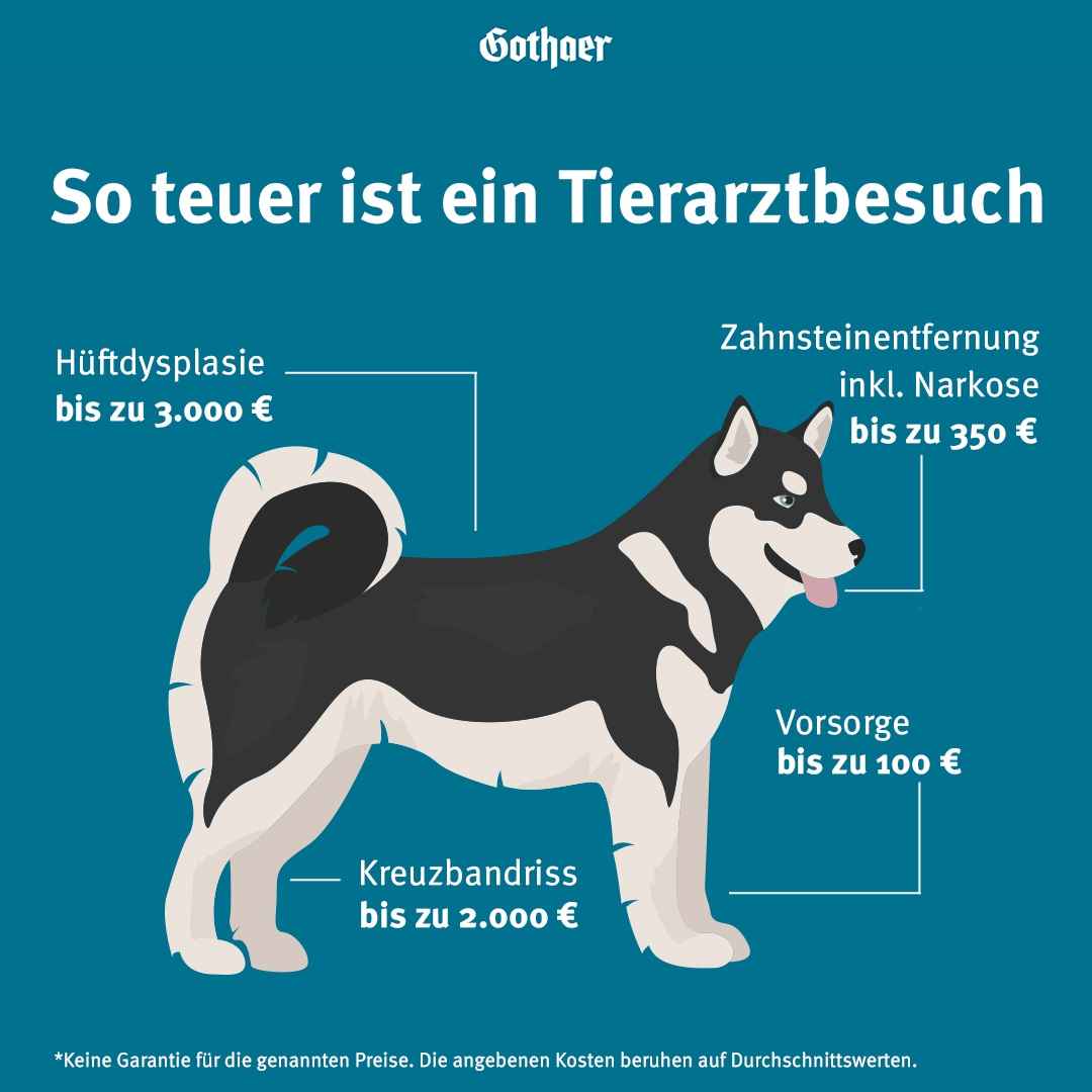 Die Kosten für einen Tierarztbesuch sind sehr hoch