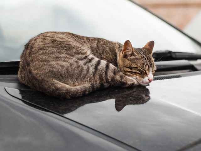 Gothaer Private Haftpflichtversicherung: Eine Katze liegt auf der Motorhaube eines Autos und schläft.