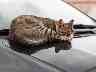 Gothaer Private Haftpflichtversicherung: Eine Katze liegt auf der Motorhaube eines Autos und schläft.