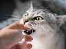Gothaer Private Haftpflichtversicherung: Eine Person wird von einer Katze gebissen.