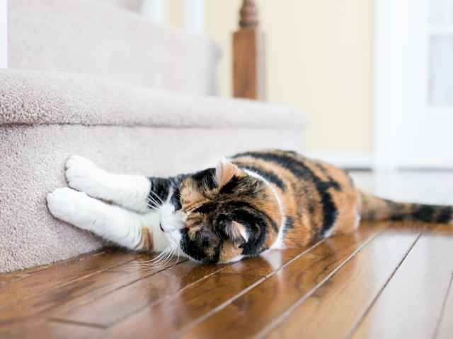 Gothaer Private Haftpflichtversicherung: Katze zerkratzt Wohnung.