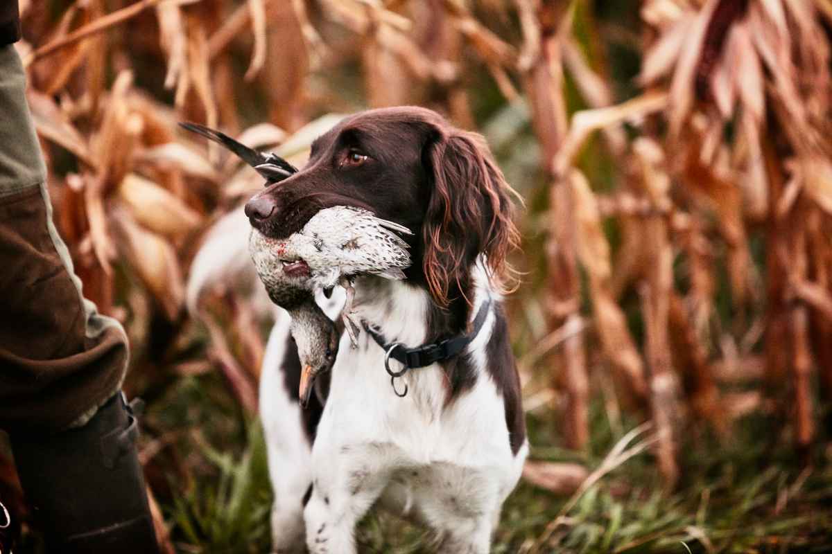 Gothaer Jagdhaftpflichtversicherung: Ein Jagdhund hat einen Vogel gefangen. 