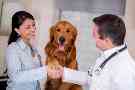 Gothaer Tierkrankenversicherung: Wenn Ihr Hund ein Blutohr hat, sollten Sie so schnell wie möglich einen Tierarzt aufsuchen.