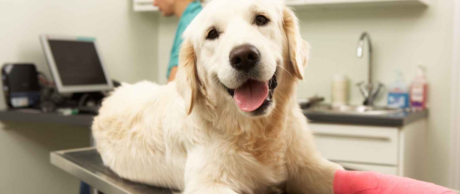 Gothaer Hunde OP-Versicherung: Hund mit verbundener Pfote auf dem Operationstisch hat alles gut überstanden.