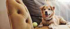 Gothaer Hundekrankenversicherung: Ein Hund liegt entspannt auf einem Sessel mit seinem Tennisball, da er dank der Hundekrankenversicherung bestens abgesichert ist. 