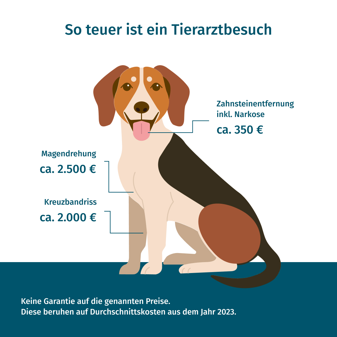 Infografik: Die Infografik stellt da, wie teuer ein Tierarztbesuch sein kann.