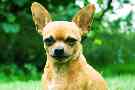 Gothaer Tierkrankenversicherung: Chihuahua