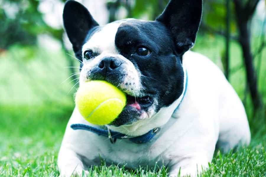 Tierkrankenversicherung: Französische Bulldogge