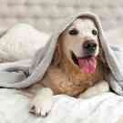 Hundekrankenversicherung: Ein glücklicher Labrador dank der Gothaer Tierkrankenversicherung. 