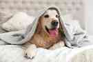 Hundekrankenversicherung: Ein glücklicher Labrador dank der Gothaer Tierkrankenversicherung. 