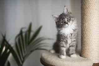 Gothaer Katzenkrankenversicherung: Junge Katze ist dank der Katzenversicherung abgesichert. 