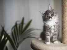 Gothaer Katzenkrankenversicherung: Junge Katze ist dank der Katzenversicherung abgesichert. 