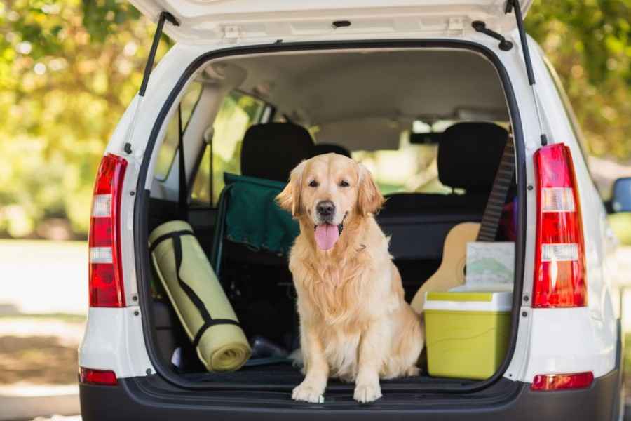 Ein großer Hund sitzt im offenen Kofferaum eines Autos zwischen Picknickbox und Iso-Matte und schaut heraus.