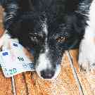 Ein Hund mit Geldscheinen liegt auf dem Boden