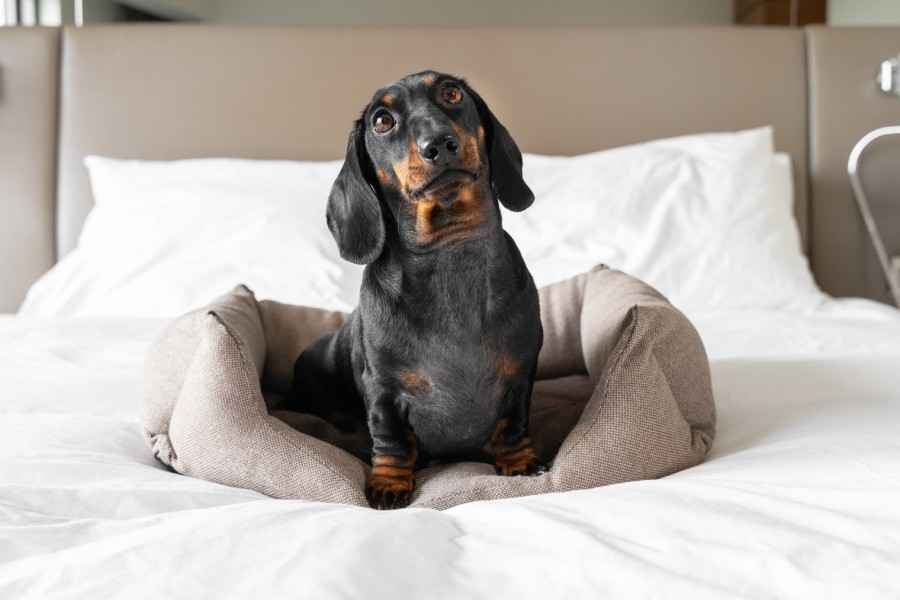 Wie alt werden Hunde? Ein alter Dackel sitzt in seinem Körbchen auf einem Bett.