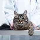 Eine Katze auf einem Behandlungstisch in einer Tierklinik. 