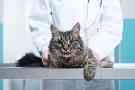 Gothaer Ratgeber: Eine Katze auf einem Behandlungstisch in einer Tierklinik. 