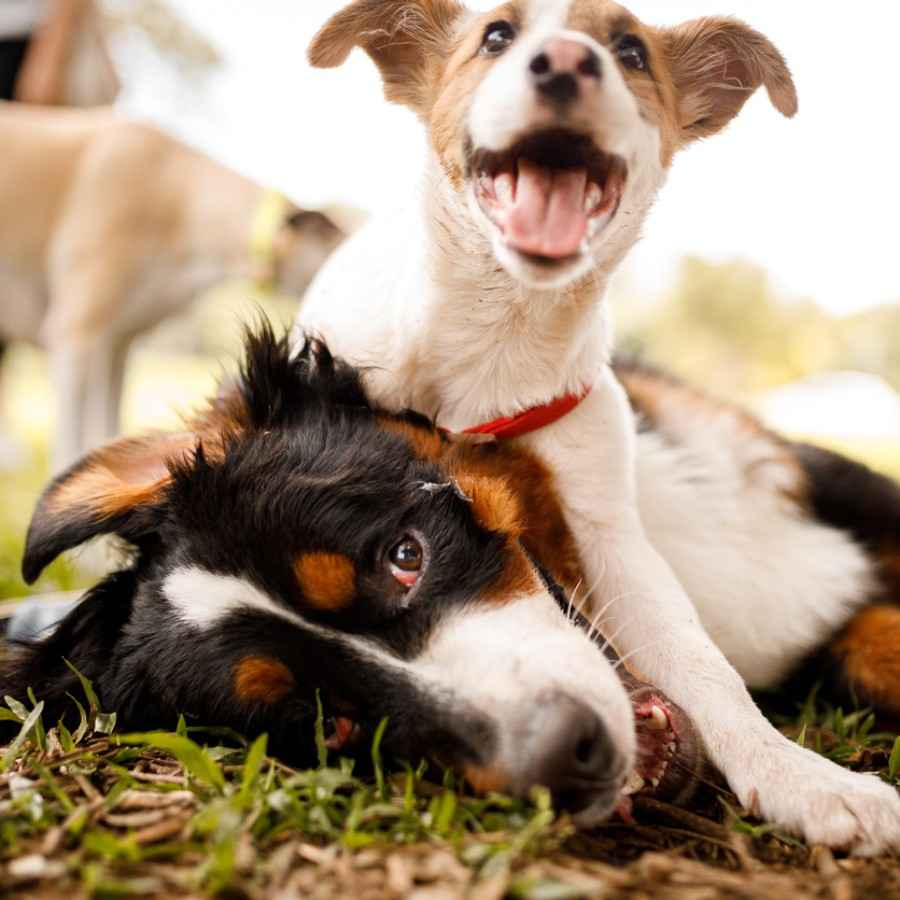Haustiere: Zwei Hunde, die miteinander spielen.