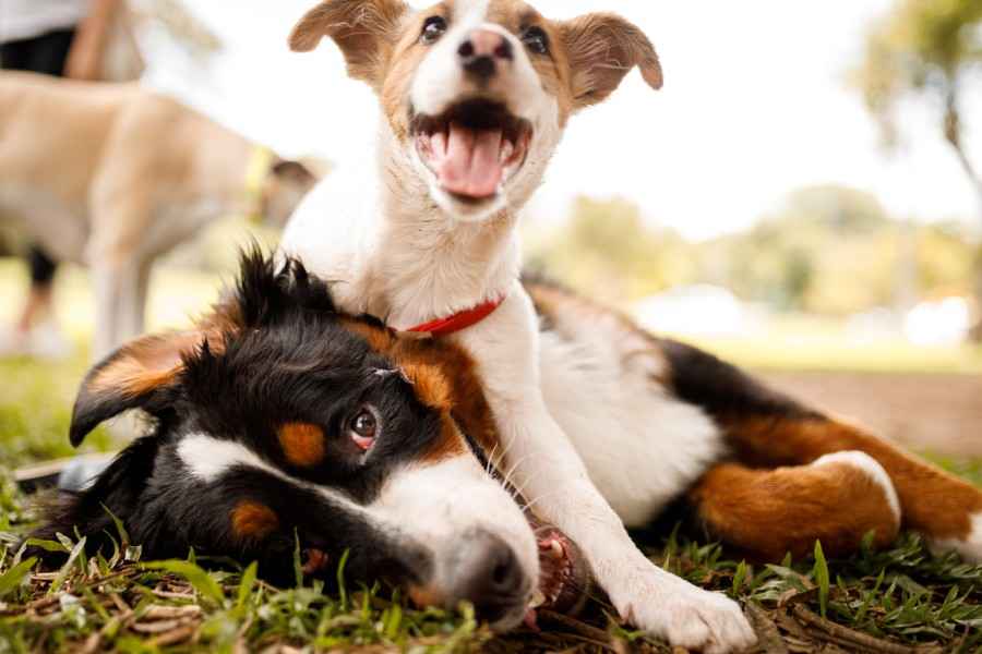 Haustiere: Zwei Hunde, die miteinander spielen.