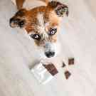 Mein Hund hat Schokolade gefressen: Ein Terrier steht über einer angebrochenen Tafel Schokolade.