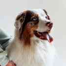 Gothaer Haustierratgeber: Ein Hund schaut hechelnd nach oben.