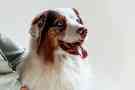 Gothaer Haustierratgeber: Ein Hund schaut hechelnd nach oben.