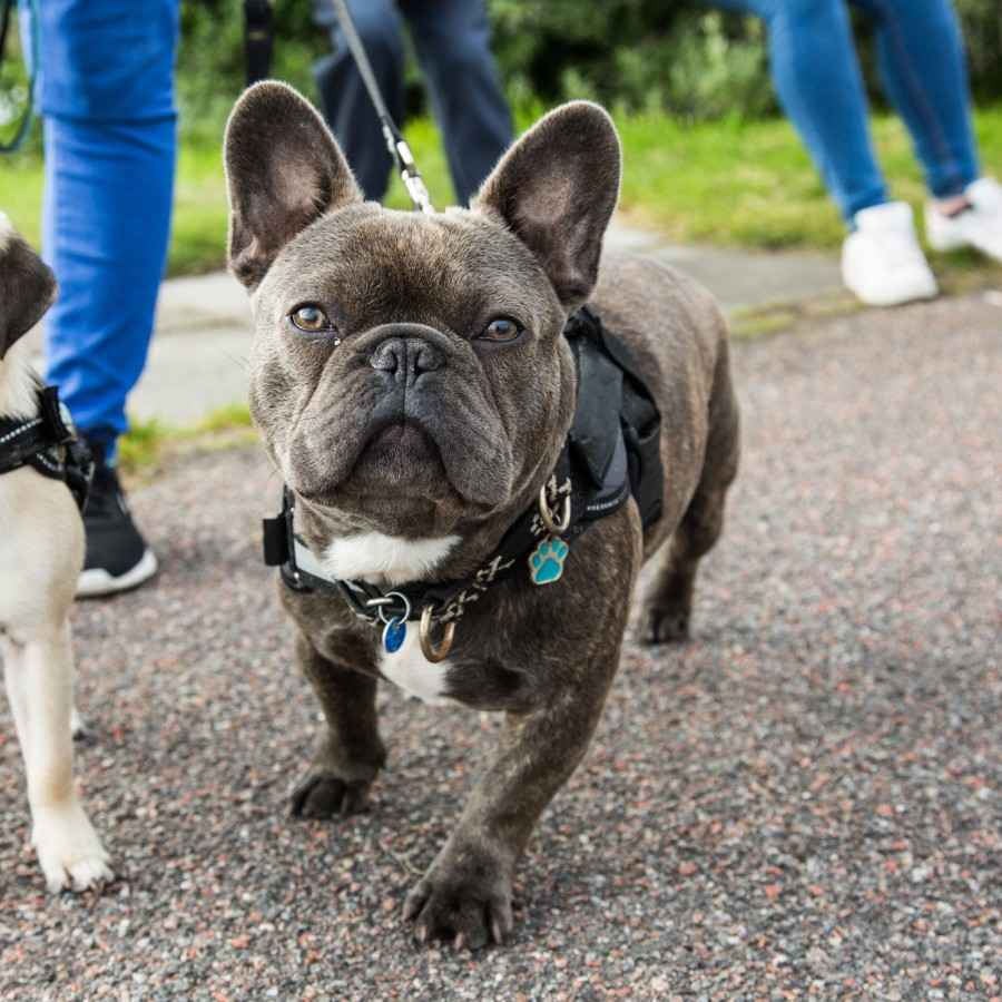 Zwei Hunde an der Leine gehen spazieren.