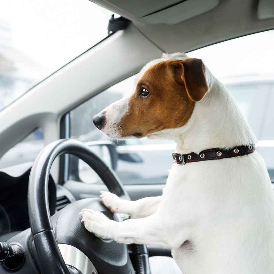 Ein Hund sitzt am Steuer eines Autos. 