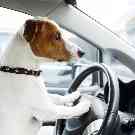 Gothaer Ratgeber: Ein Hund sitzt am Steuer eines Autos. 