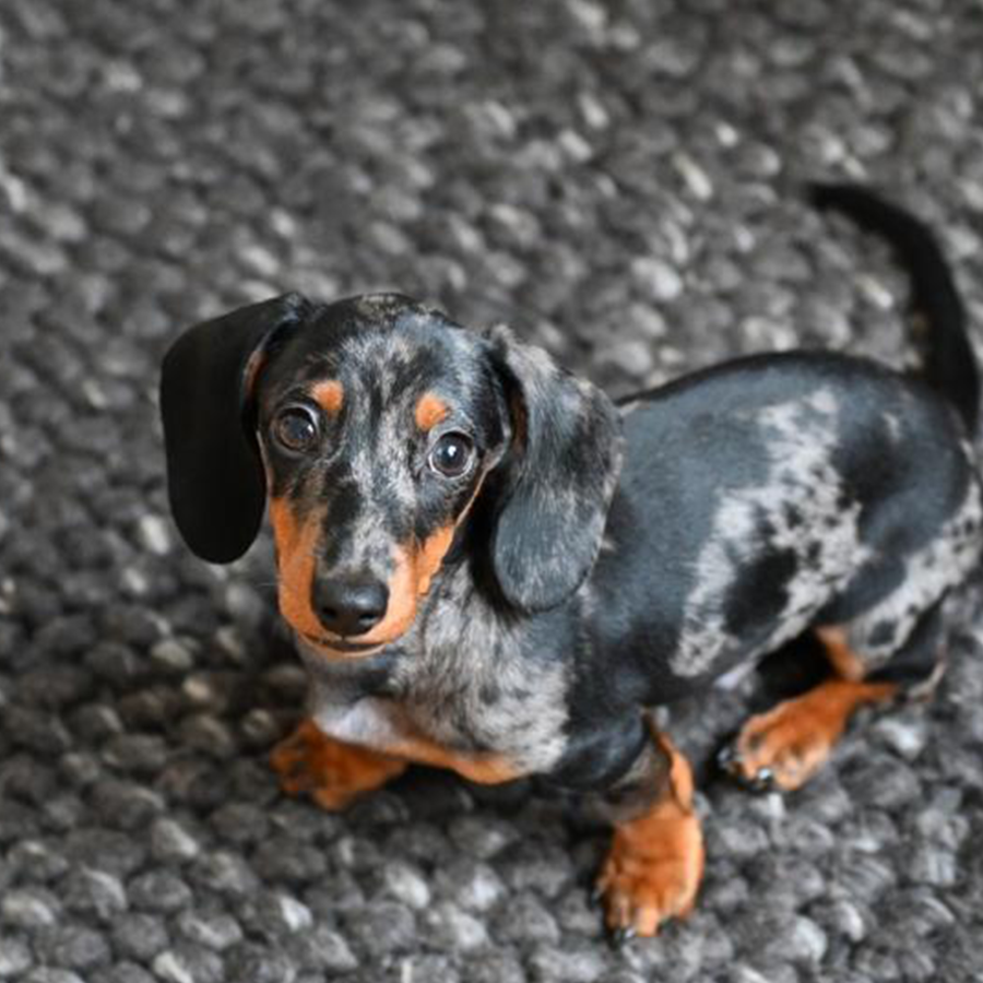 Gothaer Ratgeber: Ein kleiner Dackel sitzt auf einem Teppich.
