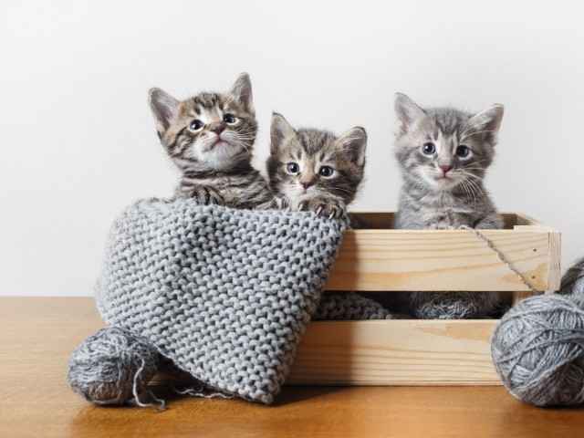 Drei graue Babykatzen sitzen in einer Holzkiste. 