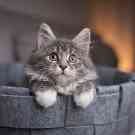 Eine junge Katze sitzt in einem Korb und schaut nach vorne. 