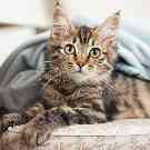 Gothaer Ratgeber: Eine kranke Katze liegt auf einer Couch.