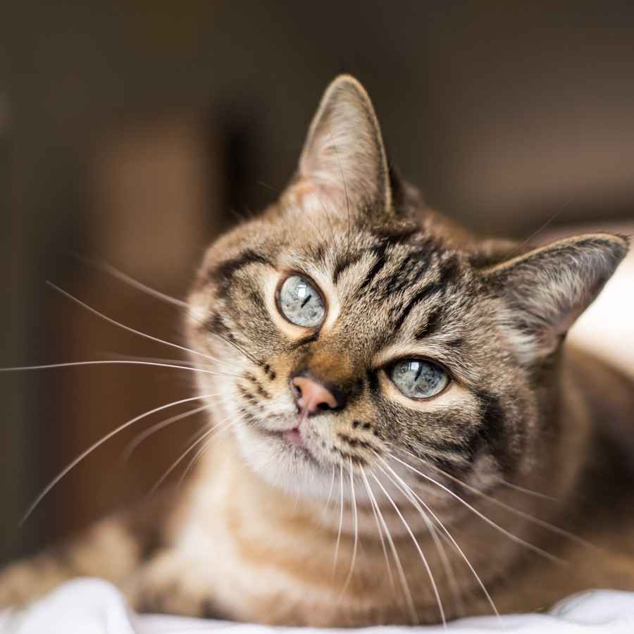 Wurmkur für Ihre Katze: Kranke Katze leidet unter Nebenwirkungen