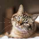 Wurmkur für Ihre Katze: Kranke Katze leidet unter Nebenwirkungen