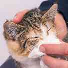 Einer kranken Katze wird mit einem Taschentuch die Nase abgewischt. 