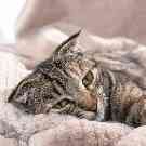 Gothaer Ratgeber Katzenseuche: Eine kranke Katze liegt eingekuschelt in einer Decke. 