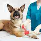 Kreuzbandriss beim Hund: Ein Schäferhund wird nach einem Kreuzbandriss in der Tierarztpraxis behandelt.