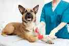 Kreuzbandriss beim Hund: Ein Schäferhund wird nach einem Kreuzbandriss in der Tierarztpraxis behandelt.