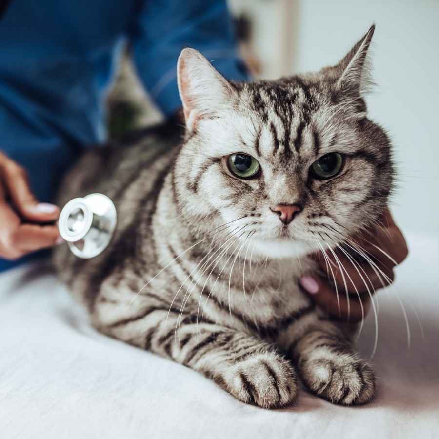 Gothaer Ratgeber: Eine graue Katze wird von einer Tierärztin untersucht. 