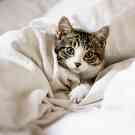 Eine junge Katze liegt in Decken gekuschelt im Bett. 