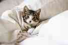 Eine junge Katze liegt in Decken gekuschelt im Bett. 