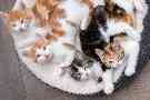 Vier Babykatzen liegen zusammen in einem Körbchen. 