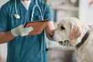 Schokoladenvergiftung beim Hund: Ein Labrador wird beim Tierarzt untersucht.