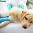 Tierarzt-Notfall: Junger Labrador mit einem gebrochenem Bein wird vom einem Tierarzt bzw. einer Tierärztin behandelt.