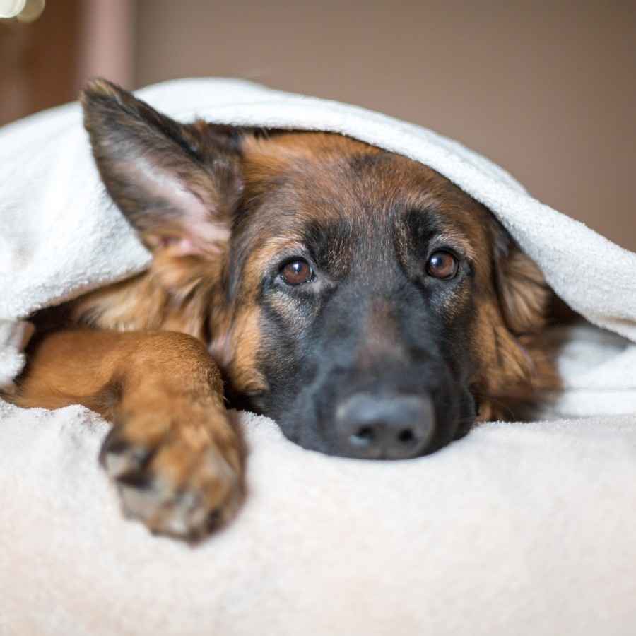 Ein kranker Hund liegt im Bett. 