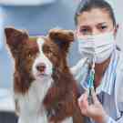 Eine Tierärztin hält eine Impfung für einen Hund in der Hand. 