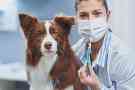Eine Tierärztin hält eine Impfung für einen Hund in der Hand. 