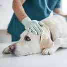 Ein Hund wird von einem Tierarzt untersucht. 